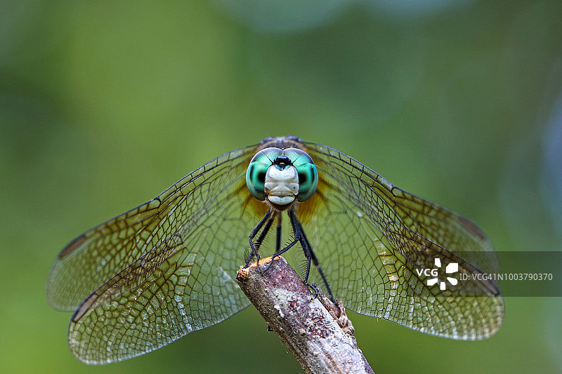 蜻蜓特写图片素材