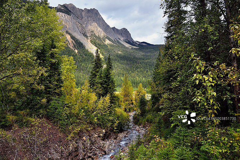 加拿大落基山脉的森林溪流图片素材