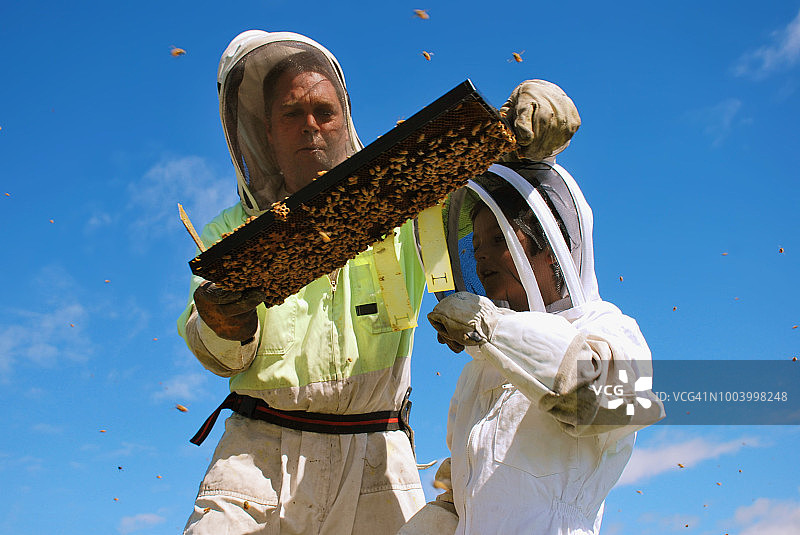 养蜂人与儿子和蜂箱图片素材