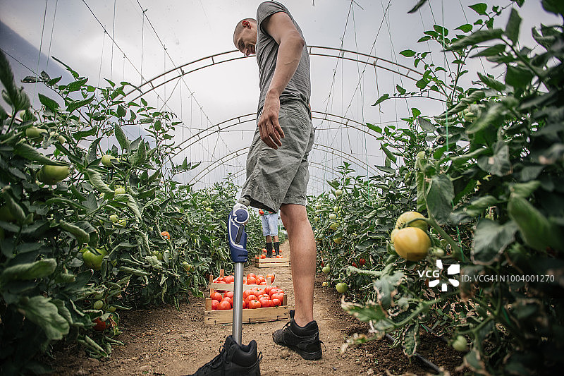 番茄农场辛勤劳作的一天图片素材