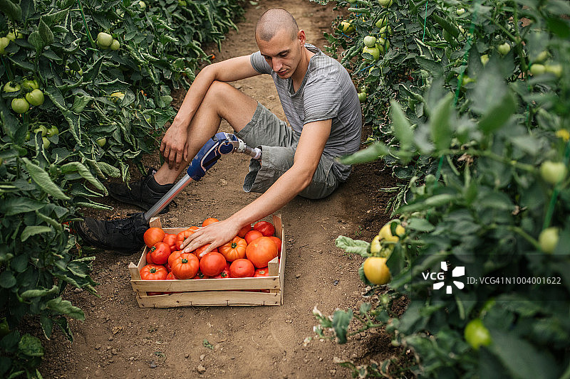 番茄农场上的残疾男子图片素材