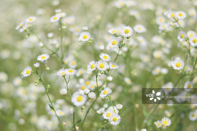 一年蓬图片素材