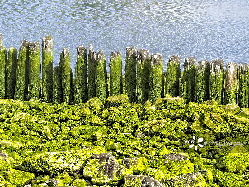 退潮时，绿藻覆盖着海岸线的岩石和旧海堤的磨损桩柱。图片素材
