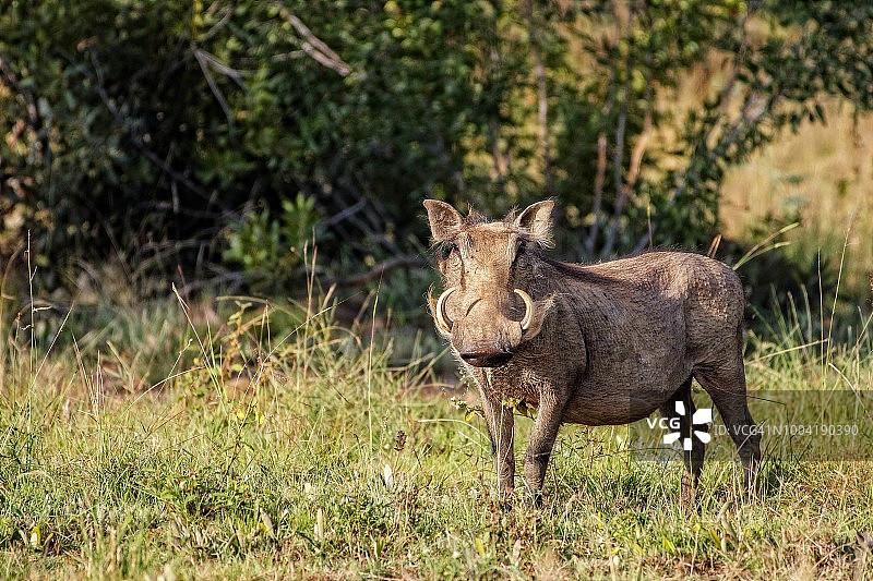 疣猪是撒哈拉以南非洲常见的猪科野生动物。图片素材