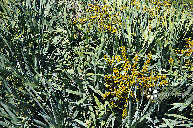 龙血树树冠图片素材