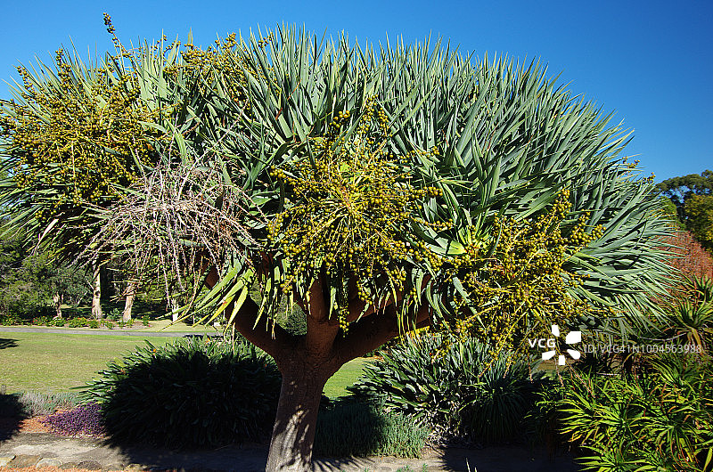 龙血树图片素材