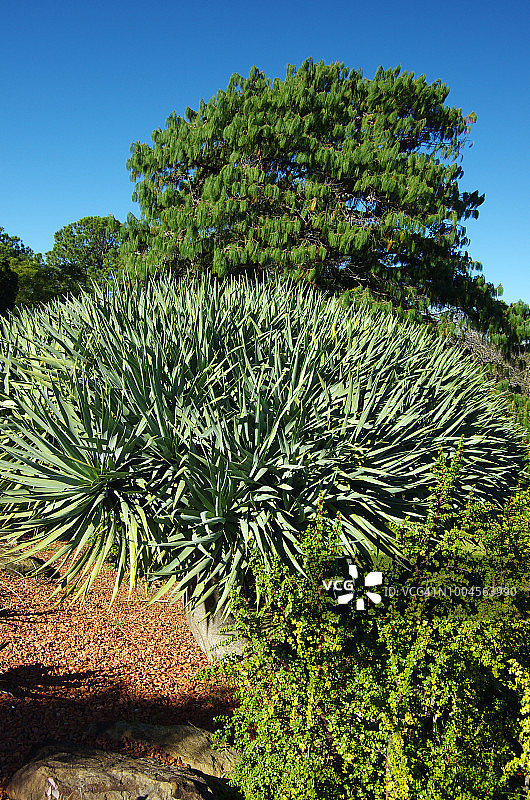 龙血树图片素材