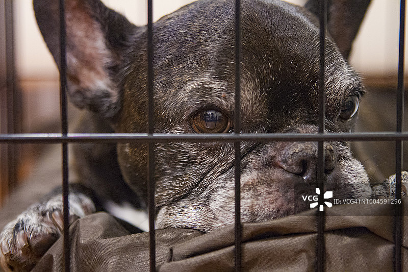板条箱里的法国斗牛犬图片素材