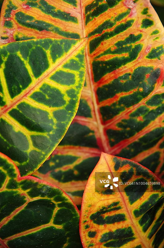 变叶木特写图片素材