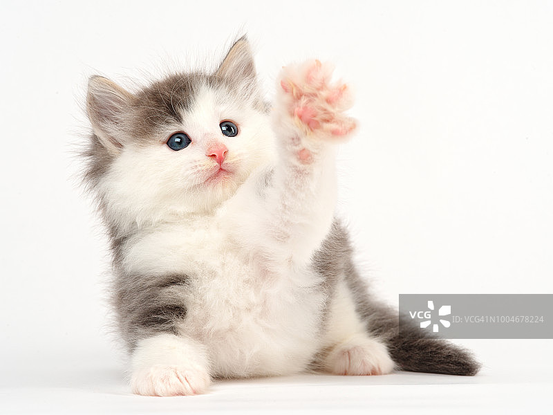 挪威森林猫图片素材