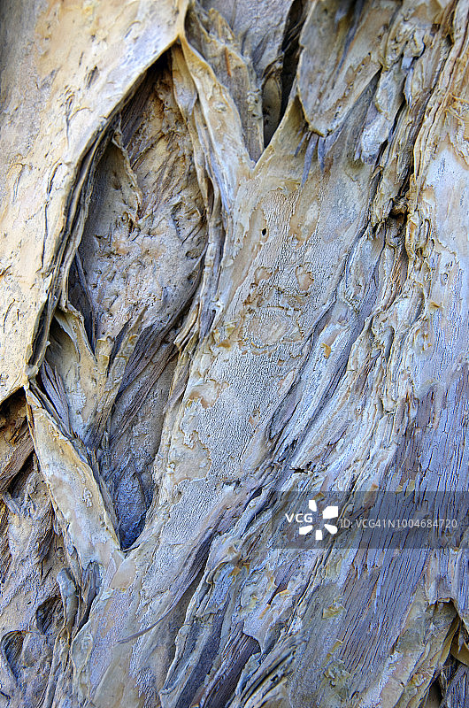 白千层树干上的树皮特写图片素材