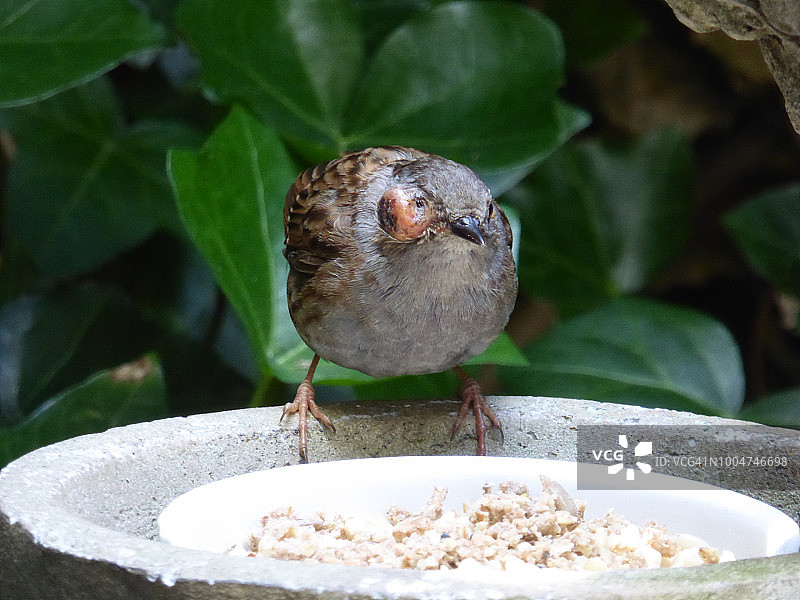花园中患有禽痘的欧亚河乌图片素材