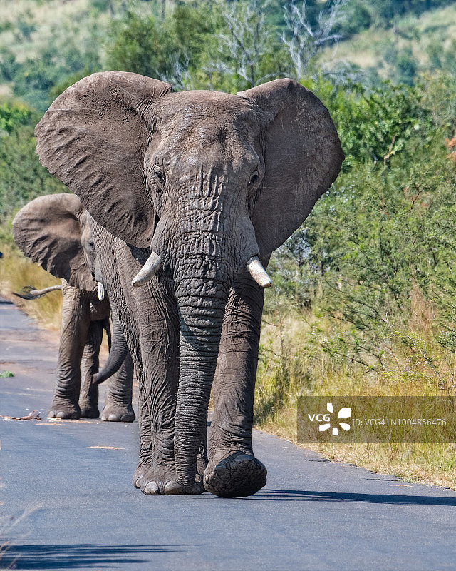 在南非国家公园，大象拥有先行权图片素材
