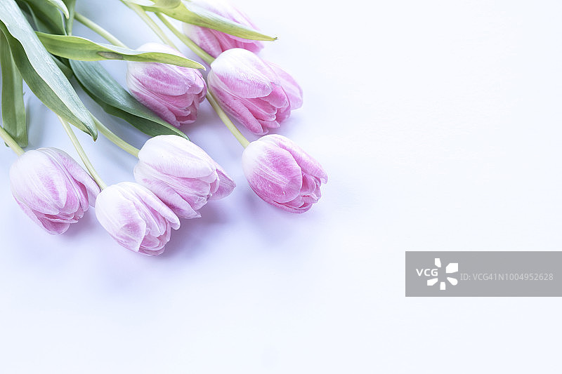 白色背景上的郁金香花束，俯视图片素材