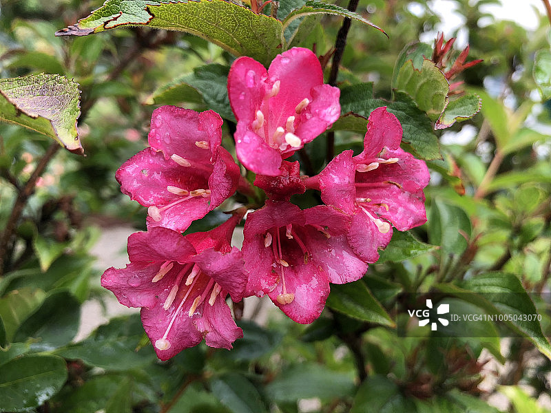 锦带花特写图片素材