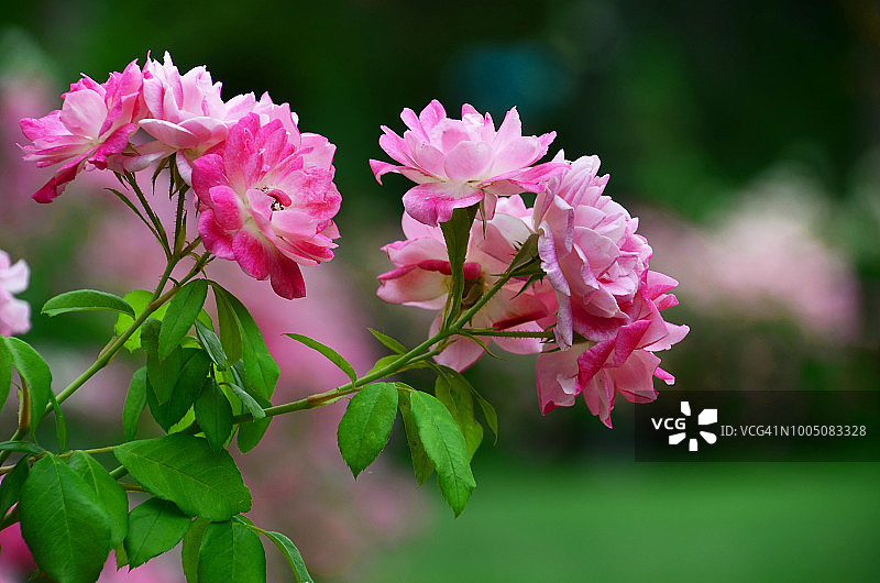 玫瑰花园图片素材