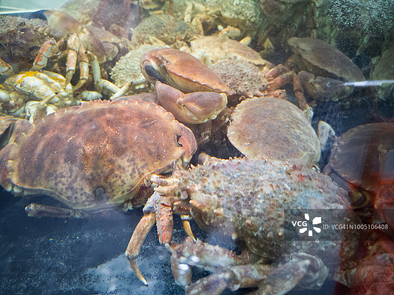 蜘蛛蟹、螃蟹和龙虾的透明水箱图片素材