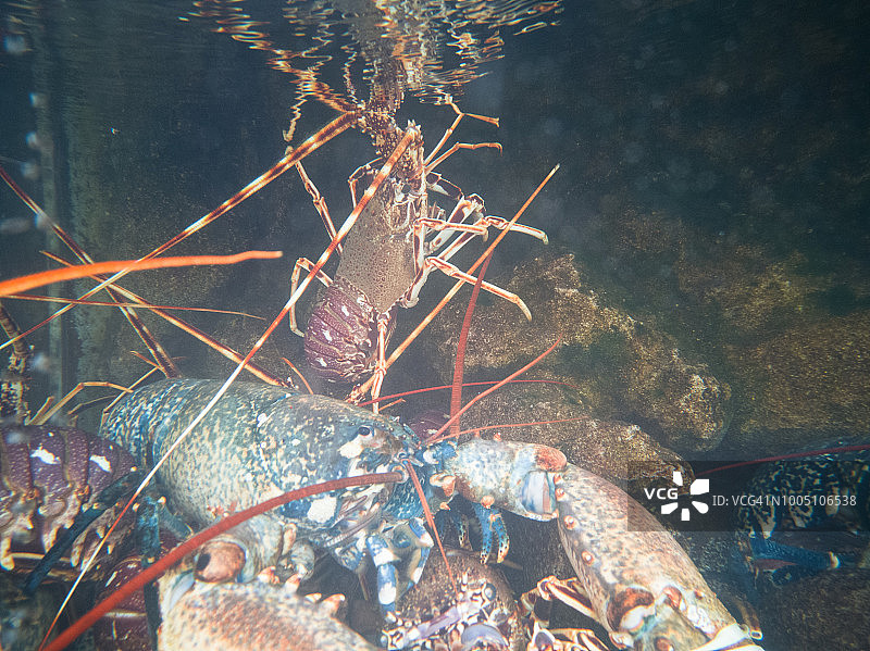 装有龙虾的透明水箱图片素材