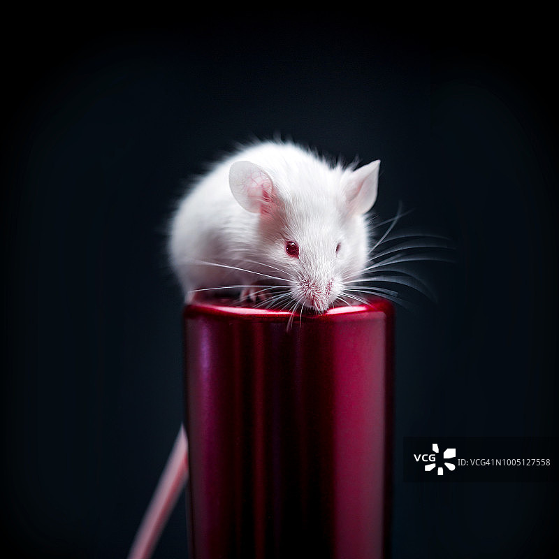平衡的白色小鼠图片素材