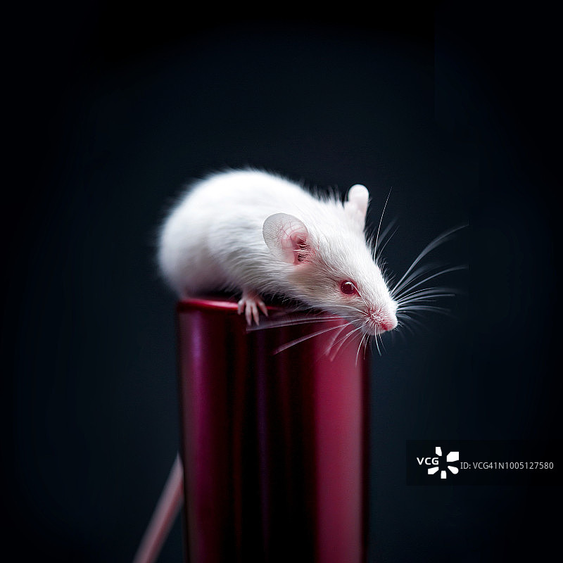 平衡的白色小鼠图片素材