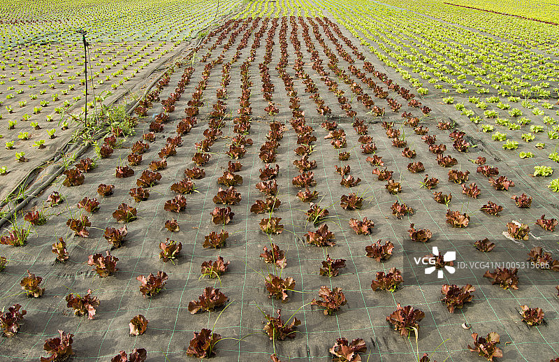 户外种植的棕色生菜图片素材