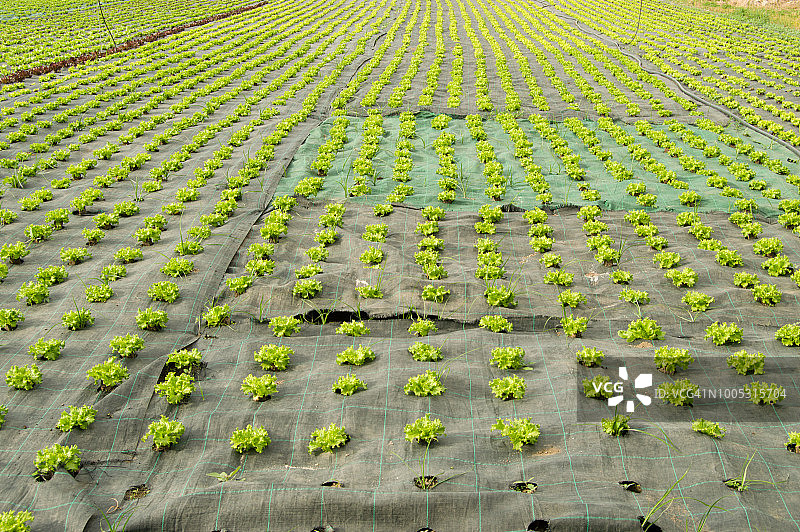 户外种植生菜图片素材