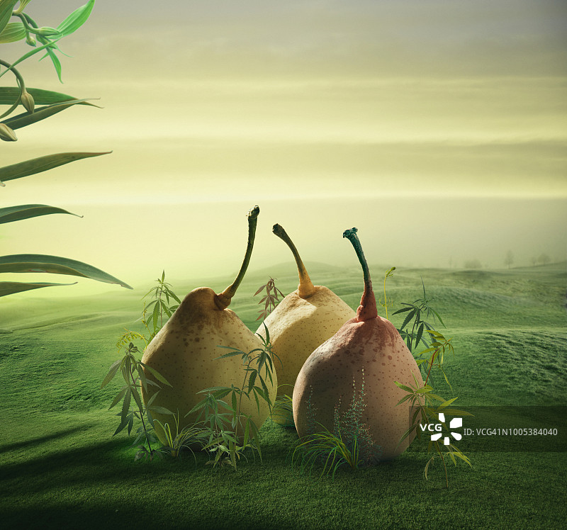 巨型梨的构图图片素材