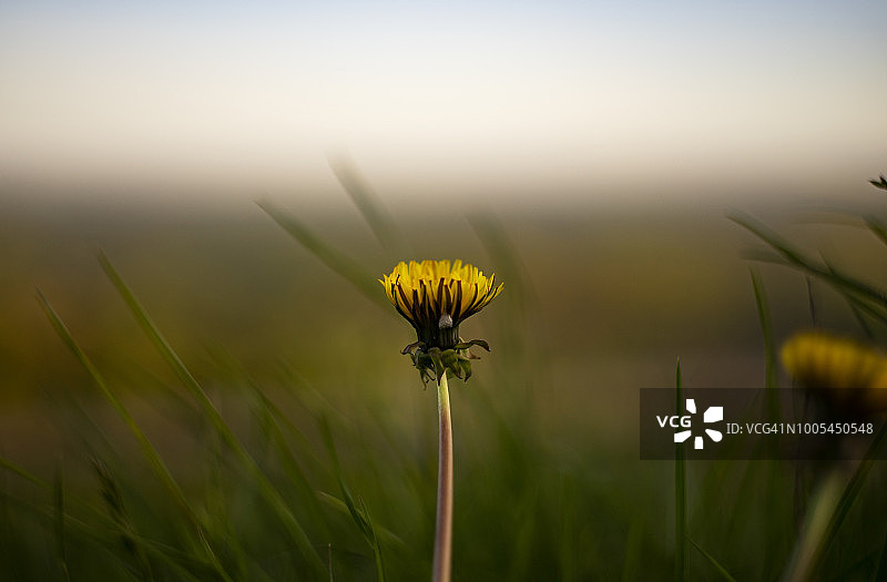 北约克郡沼泽萨顿银行的黄昏阳光下的蒲公英图片素材