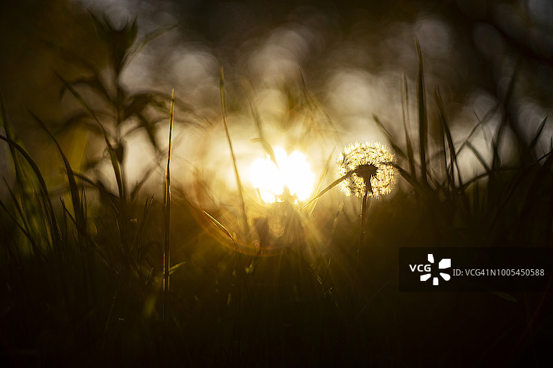 北约克郡沼泽萨顿银行的黄昏阳光下的蒲公英图片素材