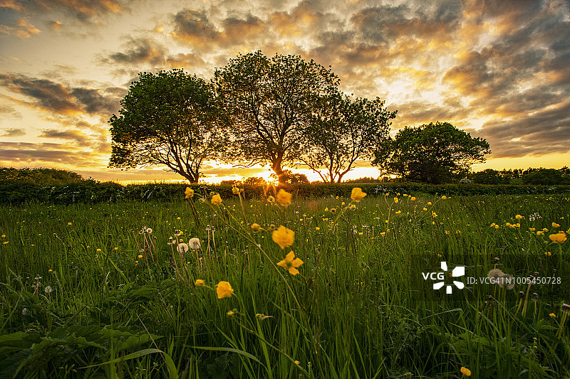 西约克郡费瑟斯通日落时的三棵树图片素材