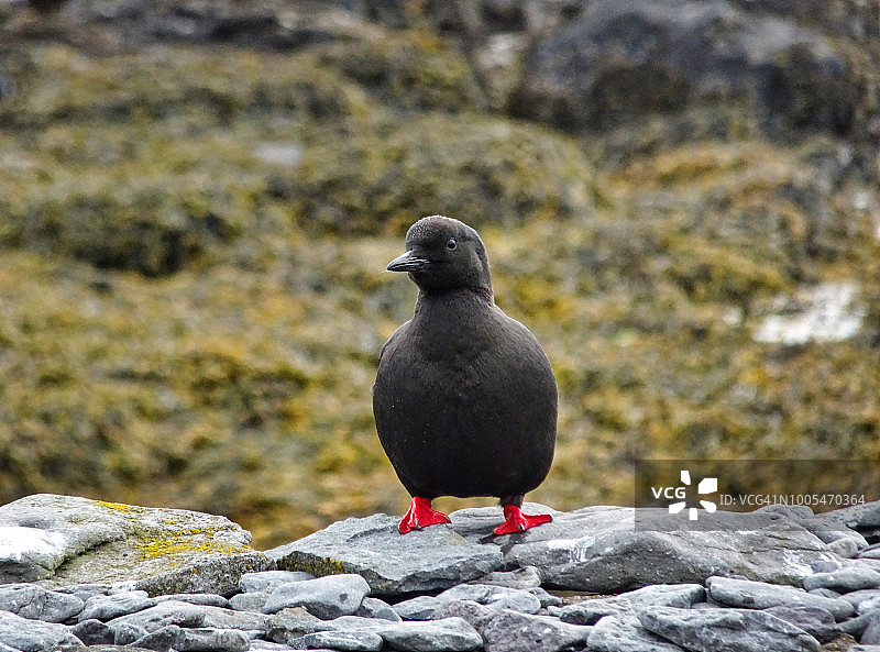 冰岛维古尔岛上的海鸠图片素材