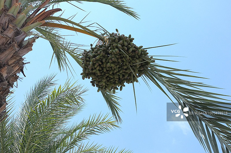 天空背景下，枣椰树上的一簇枣图片素材
