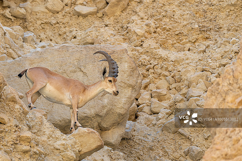 努比亚羱羊，以色列，隐基底图片素材