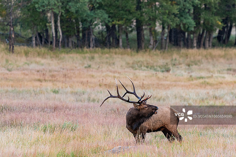 科罗拉多州麋鹿图片素材
