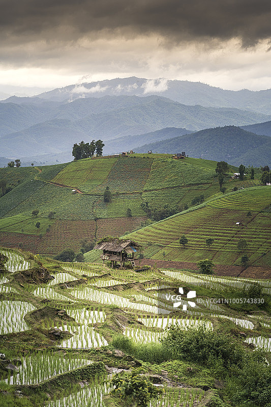 泰国清迈府雨季的Ban Pa Pong Piang梯田图片素材
