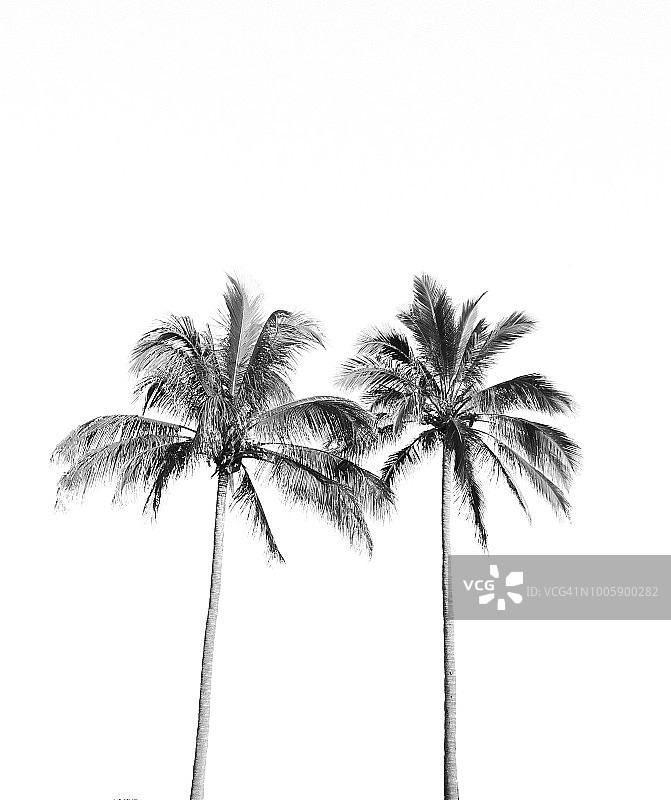 棕榈双生图片素材