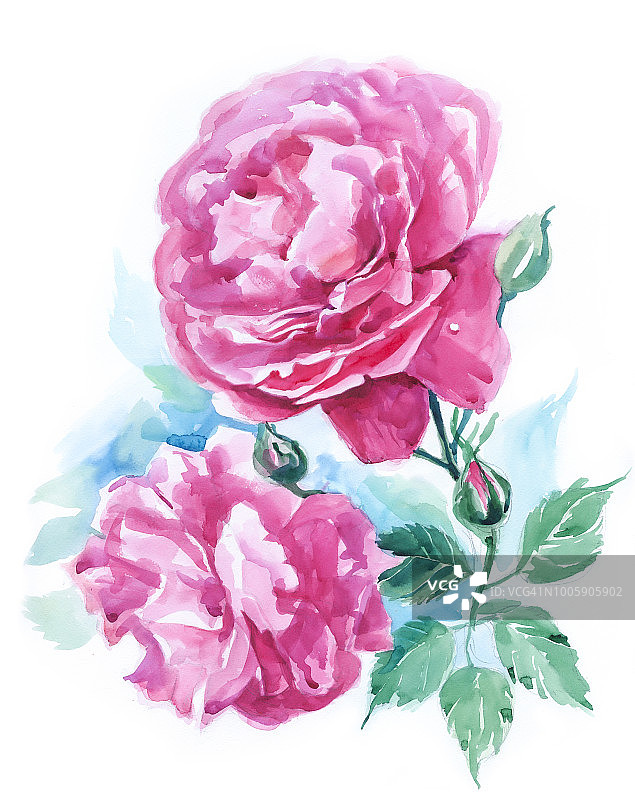 白色背景上的两朵玫瑰花水彩画图片素材