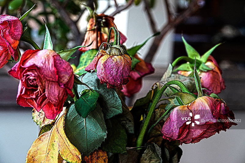 干旱，枯萎的花朵图片素材