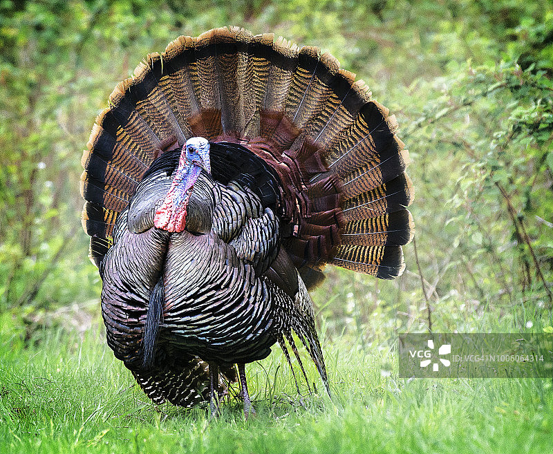 草地上的火鸡，尾羽展开图片素材