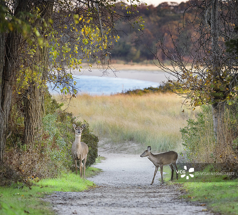 伊丽莎白莫顿野生动物保护区海滩小路上的小鹿图片素材