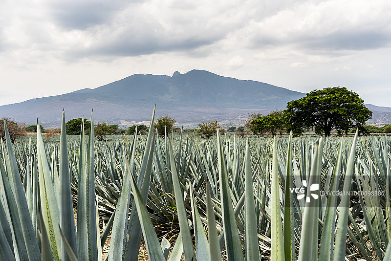 墨西哥哈利斯科州的蓝色龙舌兰田图片素材