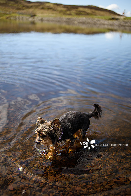 在湖中划水的狗图片素材