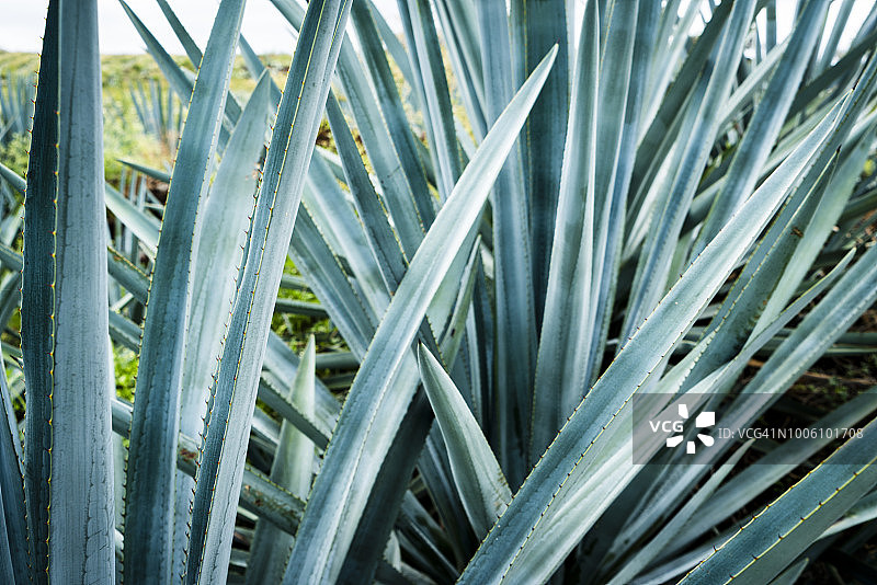 墨西哥哈利斯科州的蓝色龙舌兰细节图片素材