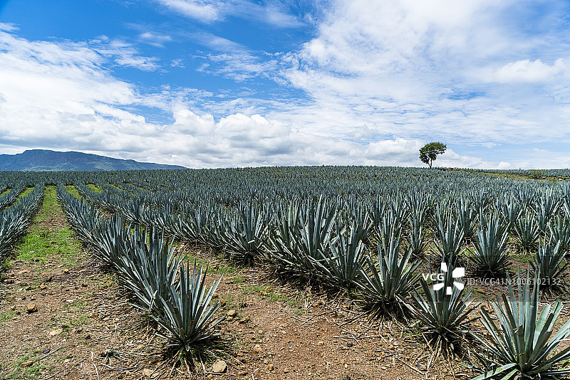 墨西哥哈利斯科州的蓝色龙舌兰田图片素材