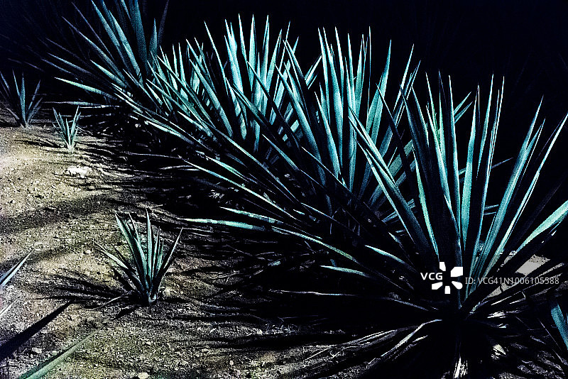 墨西哥哈利斯科州的蓝色龙舌兰田图片素材