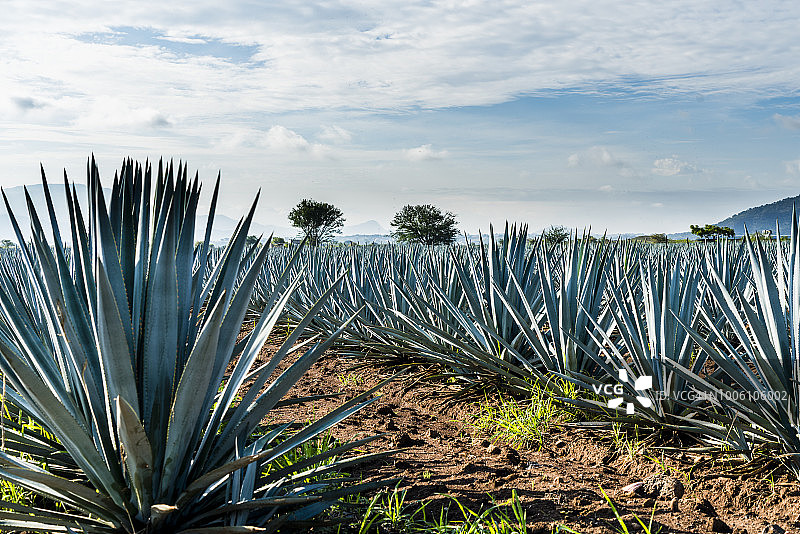 墨西哥哈利斯科州的蓝色龙舌兰田图片素材