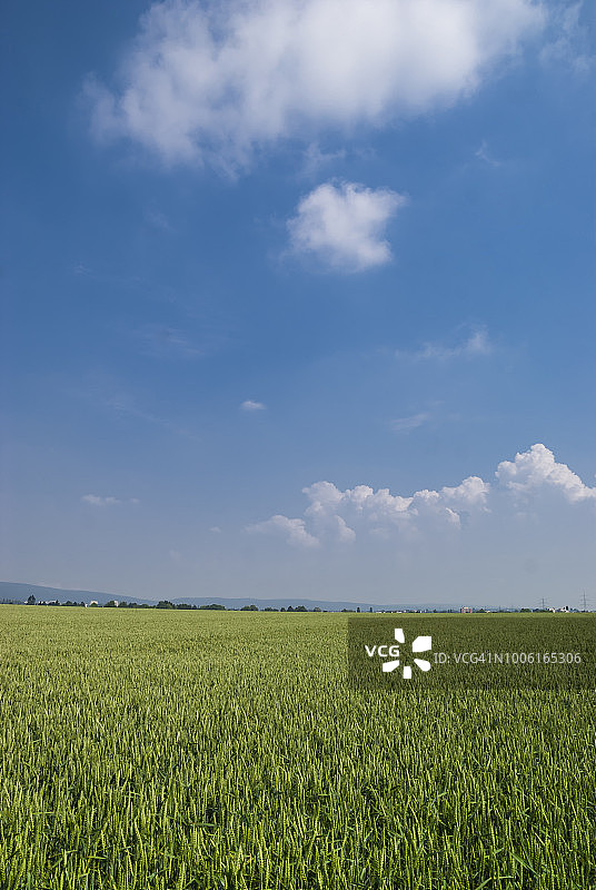 德国绿色麦田明亮蓝天图片素材