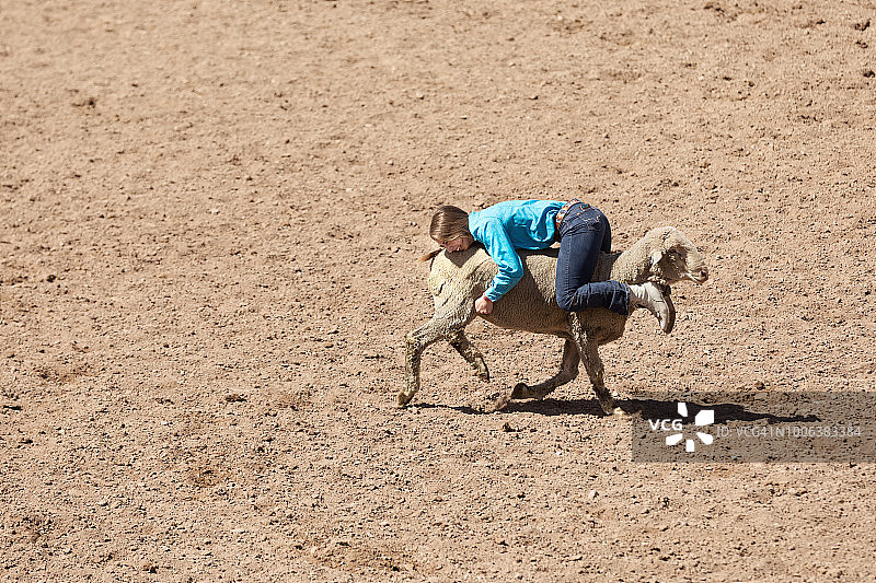 倒退的羊肉运输图片素材