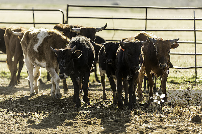 围栏里的牧场肉牛图片素材