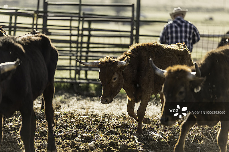 围栏里的牧场肉牛图片素材
